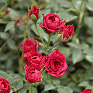 Karmínovobordová - trpasličia, mini ruža